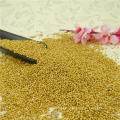 Chinese Glutinous White broom corn millet,2012 new crop